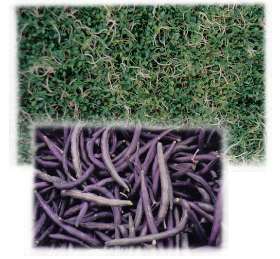 sproutsbeans